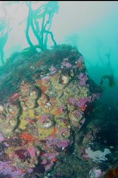 INVERTEBRATES ON BOULDER