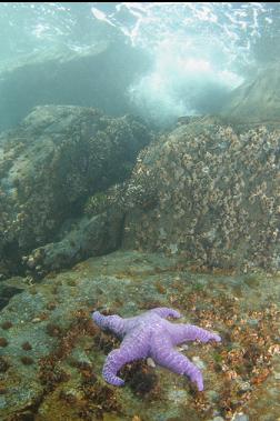 seastar in shallows