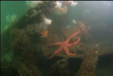 seastar in wreck