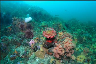 fish-eating anemone