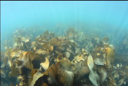 shallows covered with kelp