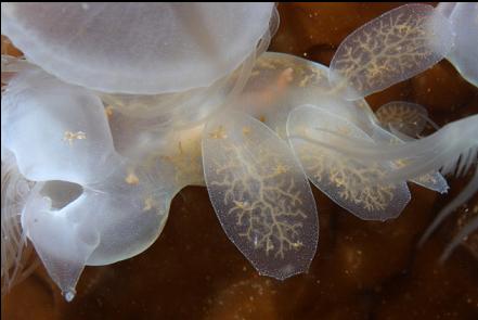 hooded nudibranch