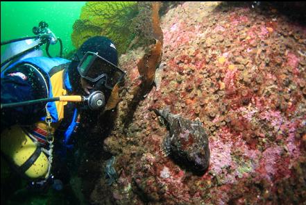 sculpin in the bay