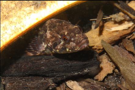 sculpin