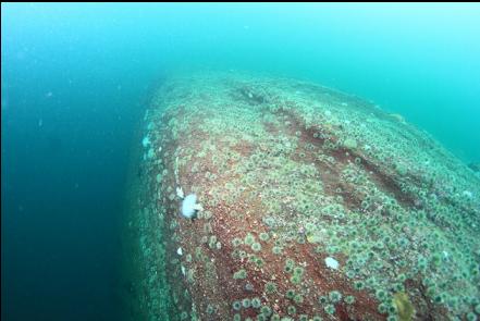 urchins at the top of the wall