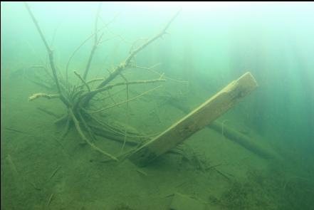 tree and wooden beam next to rail dock