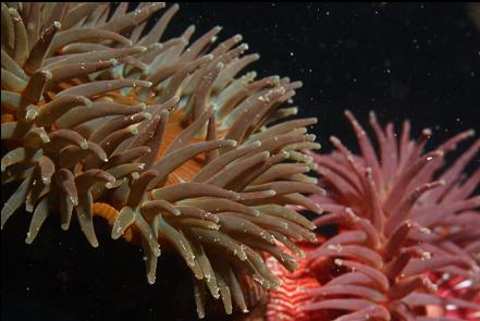 brooding anemones