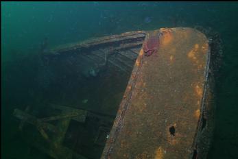 CRAB ON STERN 