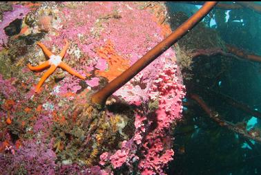 seastar and hydrocoral