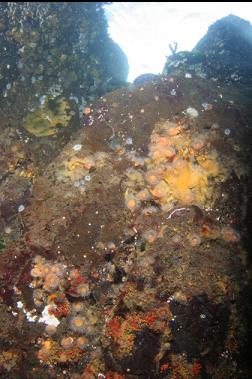 tiny anemones under boat