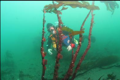 brooding anemones on stalked kelp