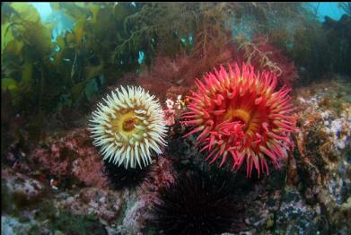 fish-eating anemones