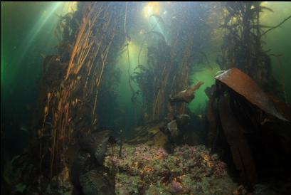 bottom under kelp