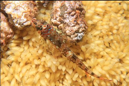 longfin sculpin