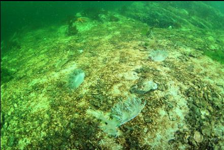 several giant nudibranchs