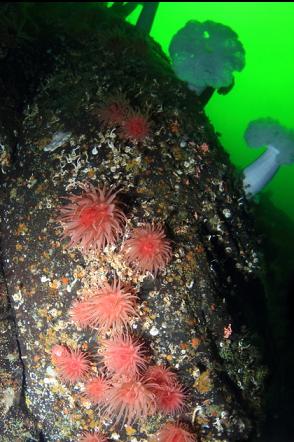 crimson anemones