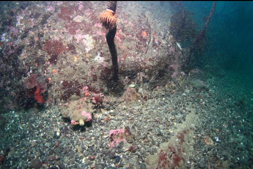 rotting wood at the base of the reef