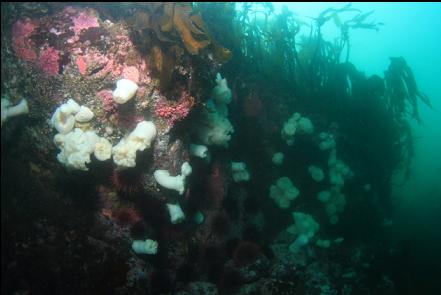 hydrocoral and plumose anemones