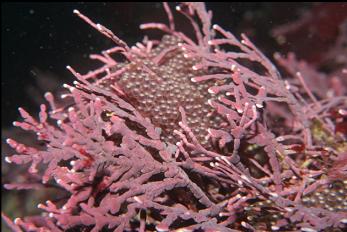 GREENLING EGGS ON CORALLINE ALGAE