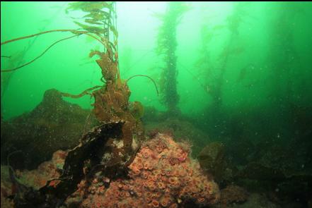 cup corals under kelp