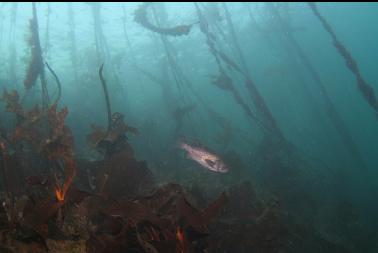 black rockfish under kelp