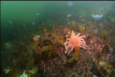 sunflower star and moon jellies