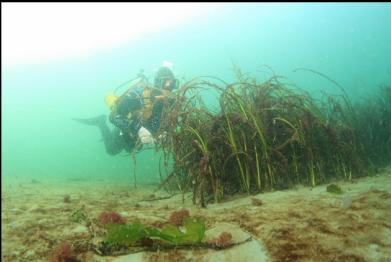 eelgrass in sandy bay