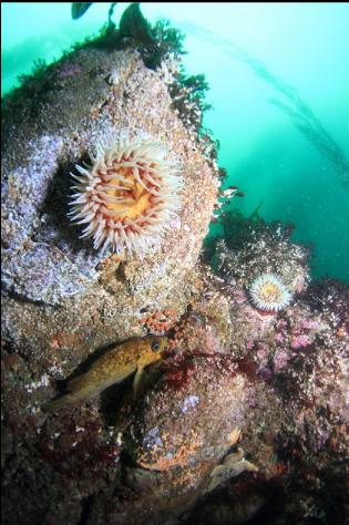 rockfish and anemones