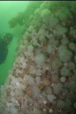 ANEMONES ON WALL