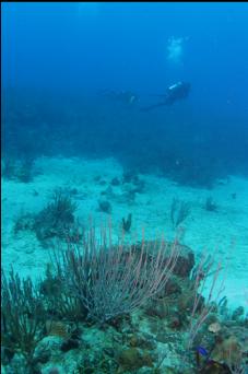 REEFS AND SAND