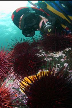 looking at nudibranch