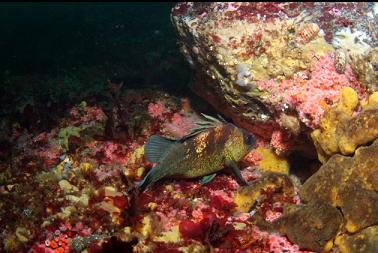 quillback rockfish