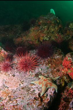 seastar and urchins in shallows
