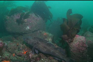 smaller lingcod