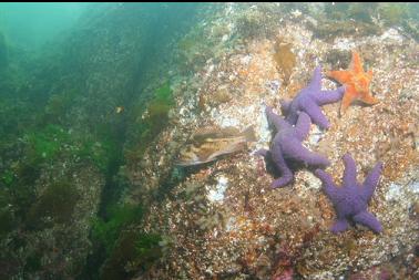 rockfish and seastars