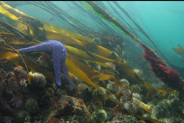 seastar, urchins and kelp in current