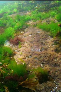 anemones in shallows