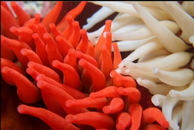 fish-eating anemones