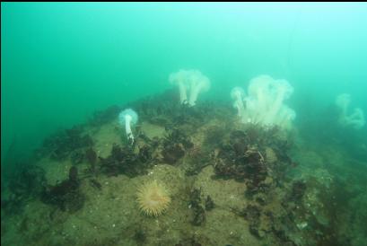 anemones on shallow reefs