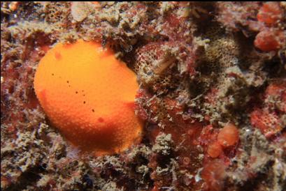 orange nudibranch