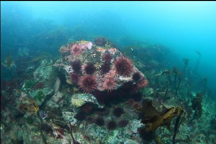 urchins and stalked kelp at the top of the slope