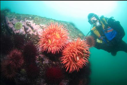 fish-eating anemones