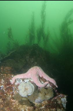 SEASTAR IN SHALLOWS