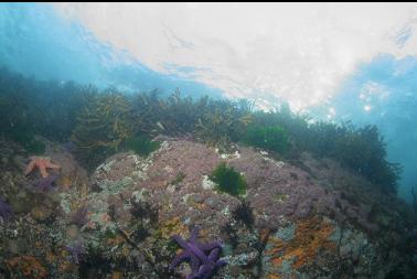 CARPET OF ANEMONES IN SHALLOWS