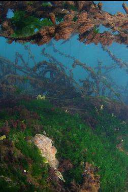 buffalo sculpin in shallows