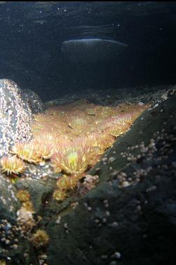 more anemones under boat