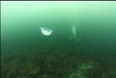 moon jelly and divers in background