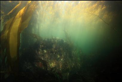 boulder under kelp