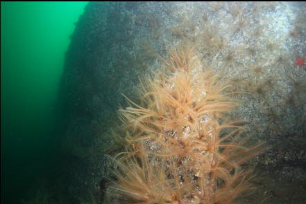 feather stars on the wall