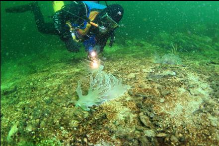 giant nudibranchs